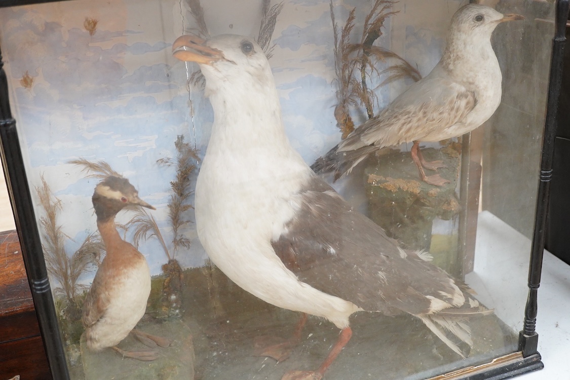 A Victorian taxidermy case of three sea birds; a large Herring gull, a Herring gull chick, and a great crested grebe, in a landscaped ebonised case with turned pillars, dimensions; 73cm wide, 66cm high, 25cm deep